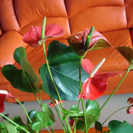 Anthurium